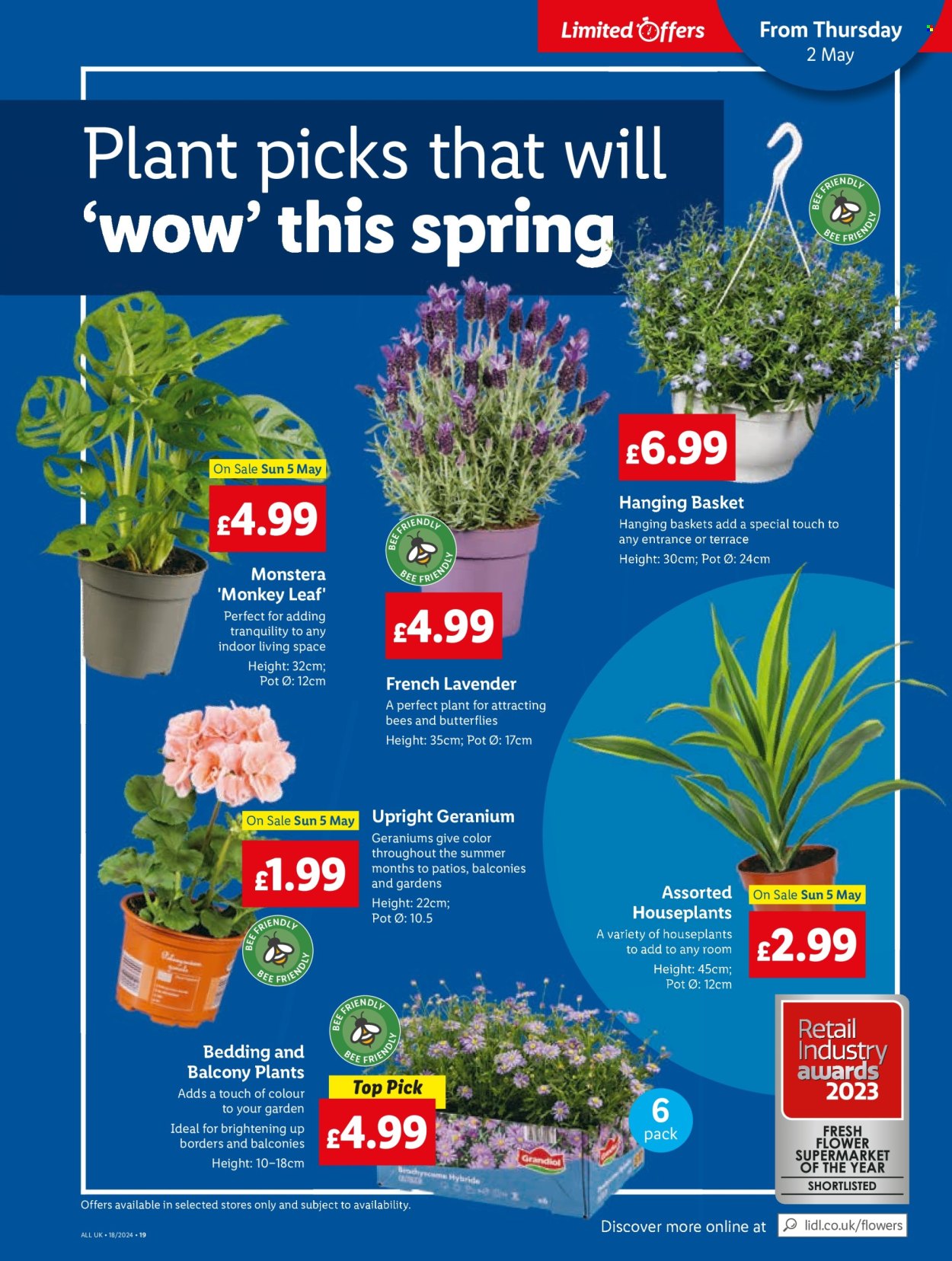 thumbnail - Lidl offer  - 02/05/2024 - 03/05/2024 - Sales products - hanging basket, bedding, monkey, houseplant, Geranium, lavender plant, outdoor flowers, lavender, monstera. Page 21.