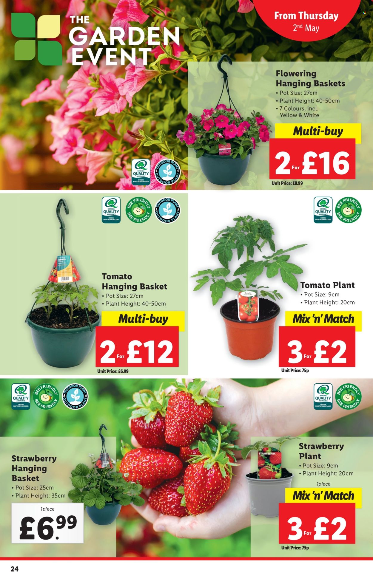 thumbnail - Lidl offer  - 02/05/2024 - 08/05/2024 - Sales products - hanging basket, petunia, outdoor plant, plant pot. Page 24.