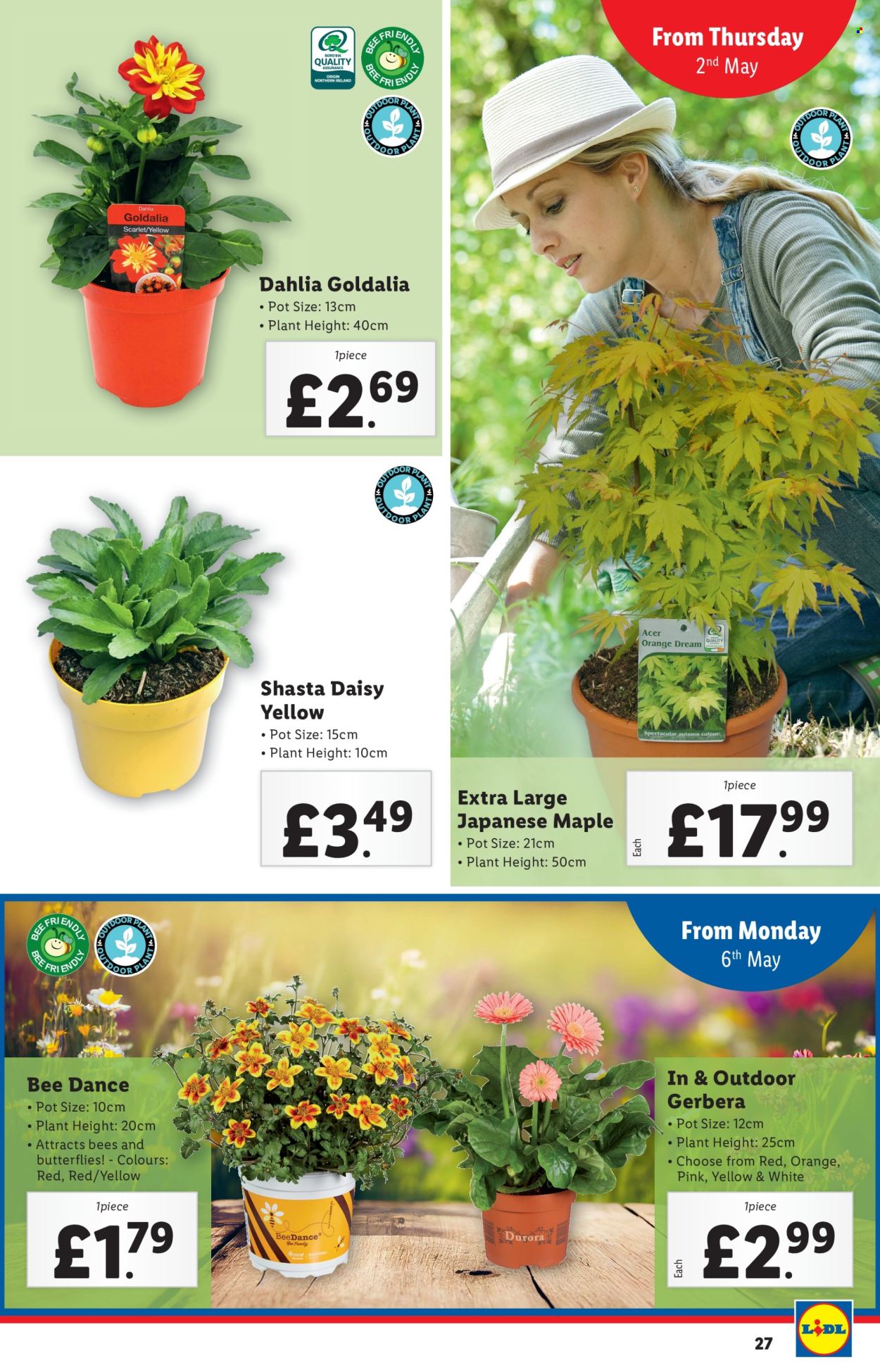 thumbnail - Lidl offer  - 02/05/2024 - 08/05/2024 - Sales products - door, gerbera, shasta daisy yellow. Page 27.