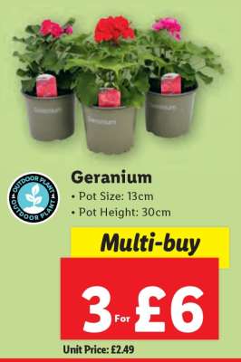 Geranium