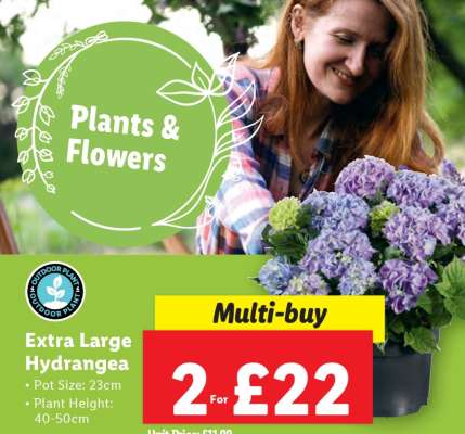 Extra Large Hydrangea