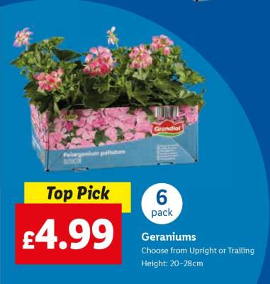 Geraniums