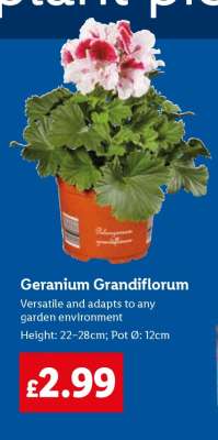 Geranium Grandiflorum