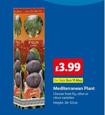 Mediterranean Plant