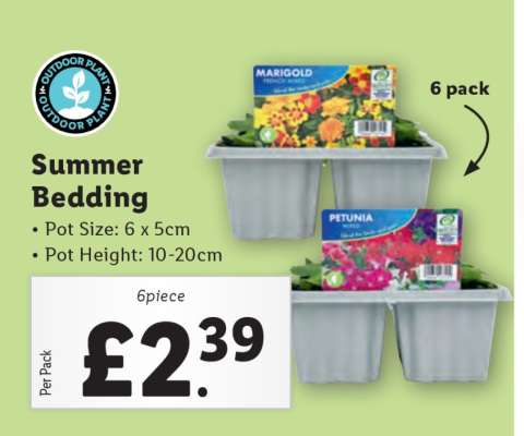 Summer Bedding