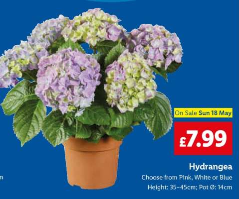 Hydrangea