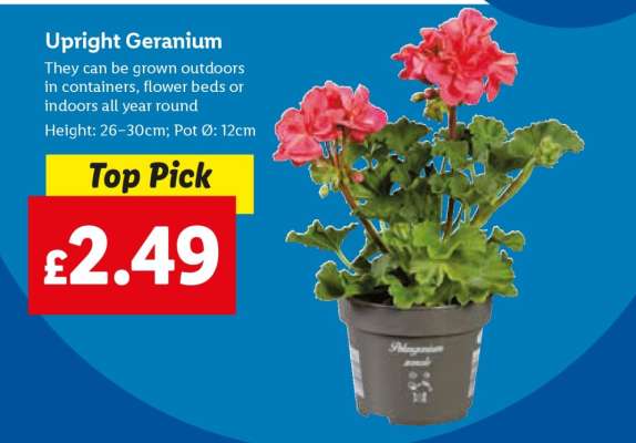 Upright Geranium