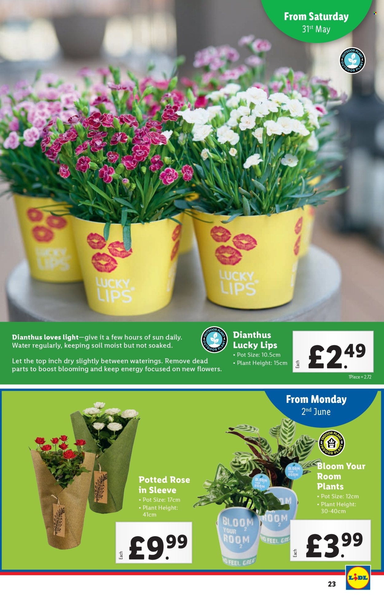 Lidl offer - 29/05/2025 - 04/06/2025. Page 1
