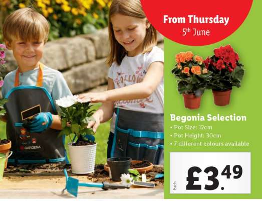 Begonia Selection