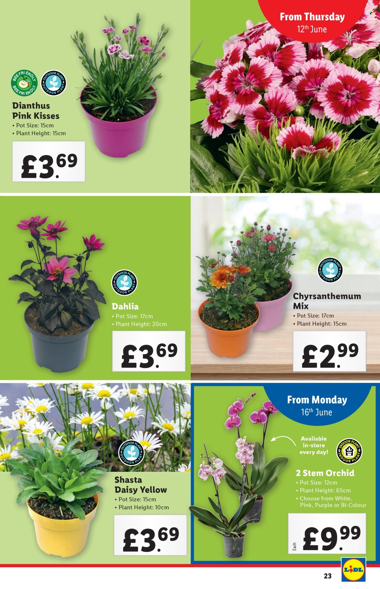 Lidl offer - 12/06/2025 - 18/06/2025. Page 23