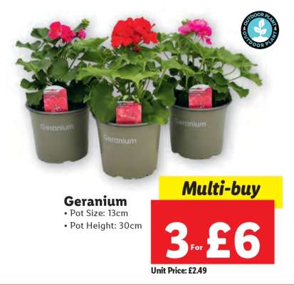 Geranium
