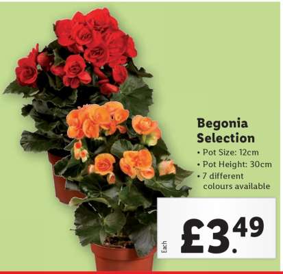 Begonia Selection