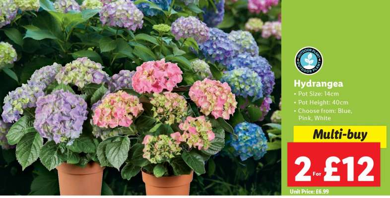 Hydrangea