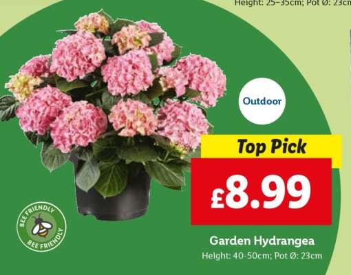 Garden Hydrangea