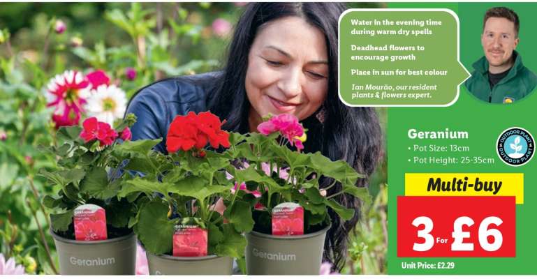 Geranium