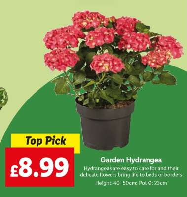 Garden Hydrangea