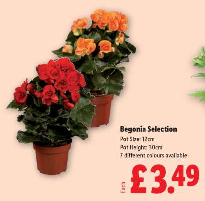 Begonia Selection