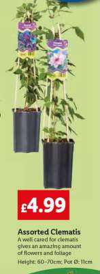 Assorted Clematis