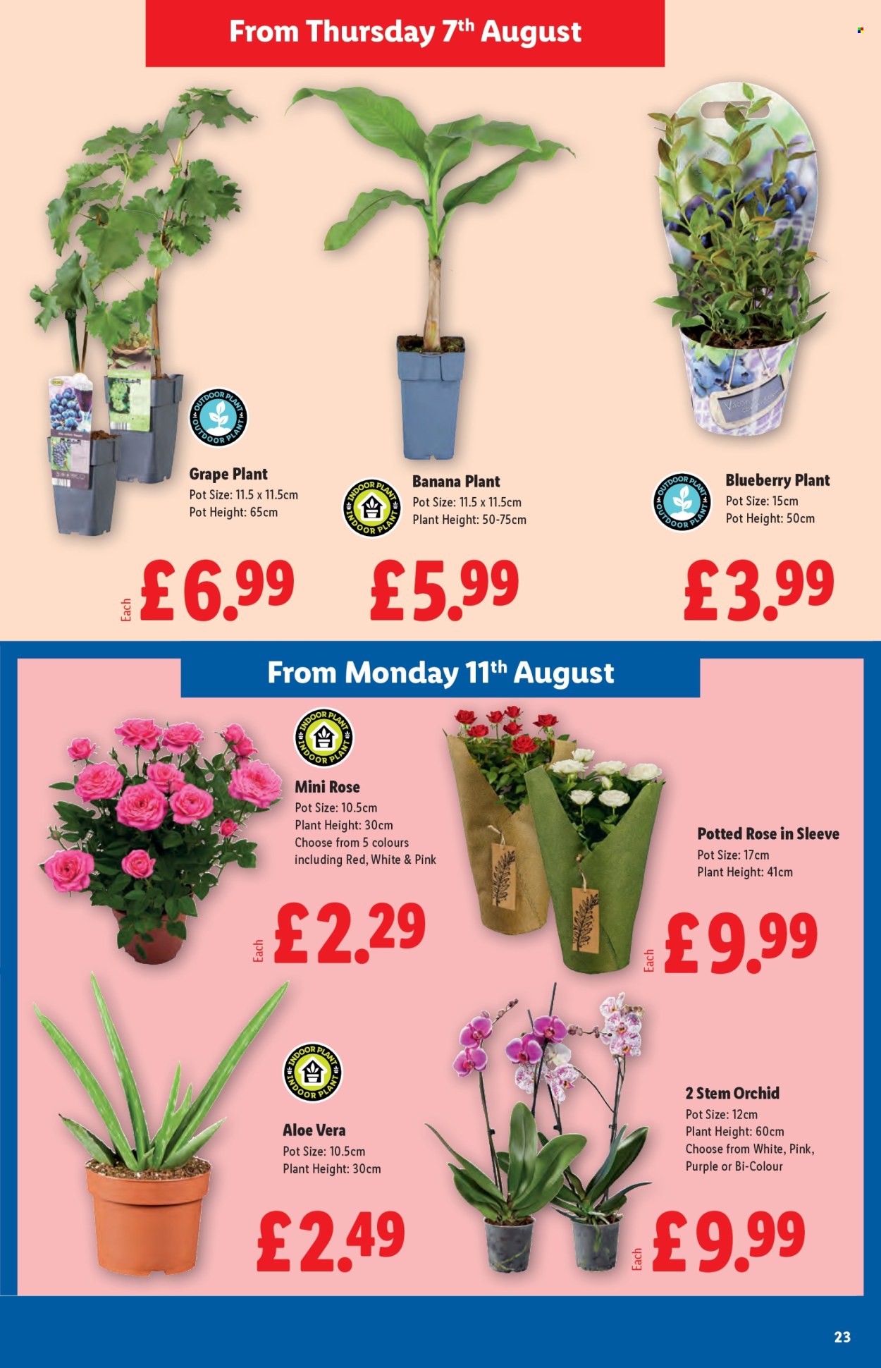 Lidl offer - 07/08/2025 - 13/08/2025. Page 23