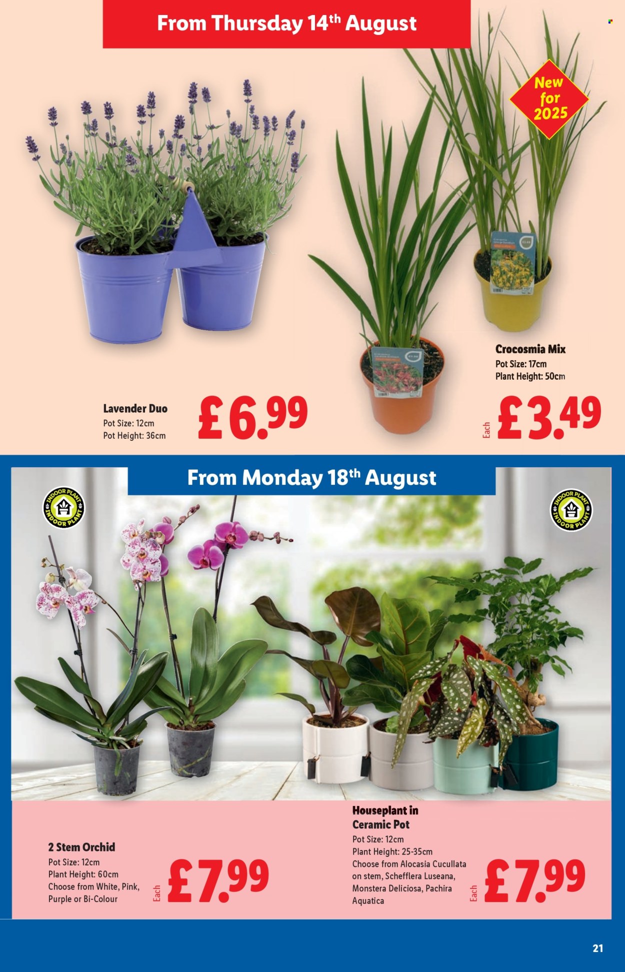 Lidl offer - 14/08/2025 - 20/08/2025. Page 21
