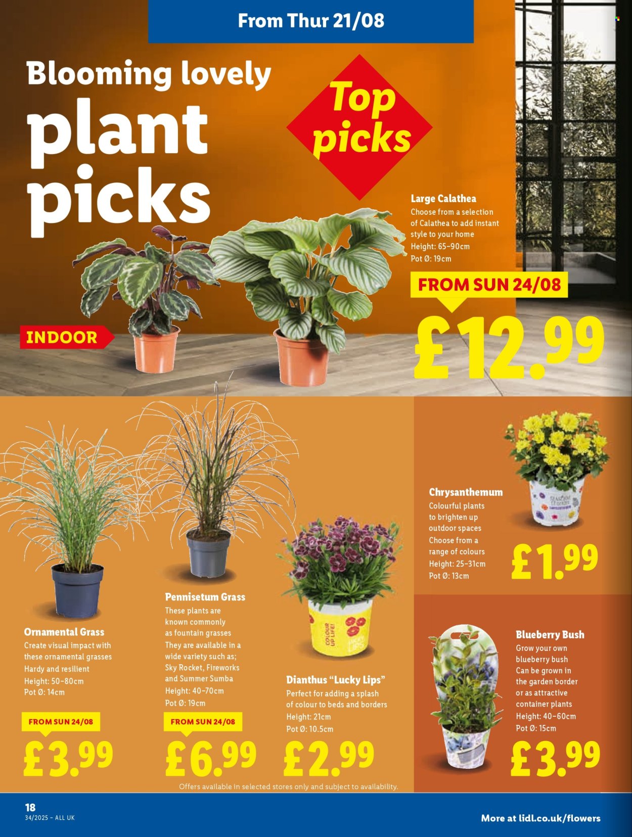 Lidl offer - 21/08/2025 - 27/08/2025. Page 20
