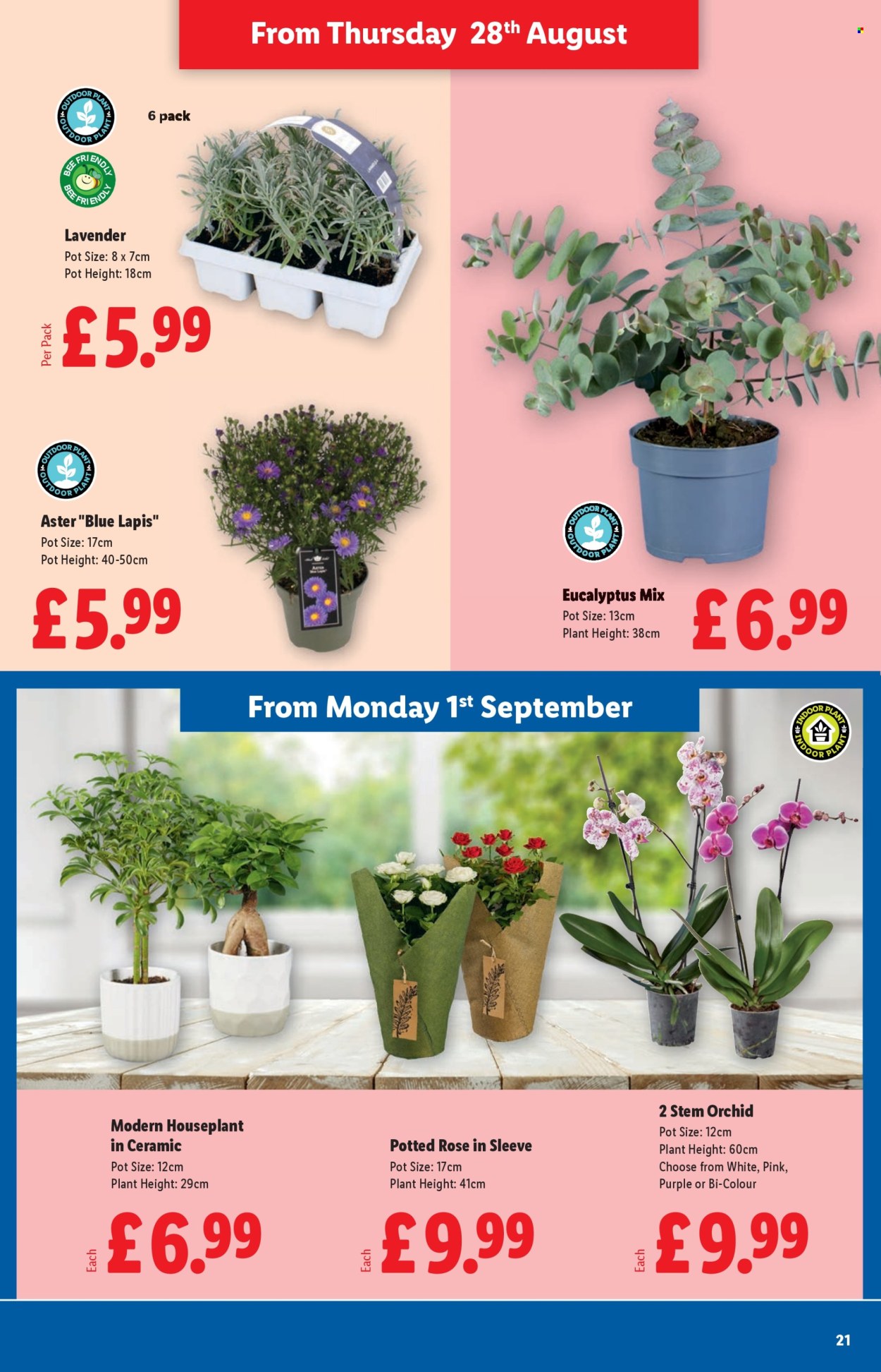 Lidl offer - 28/08/2025 - 03/09/2025. Page 21