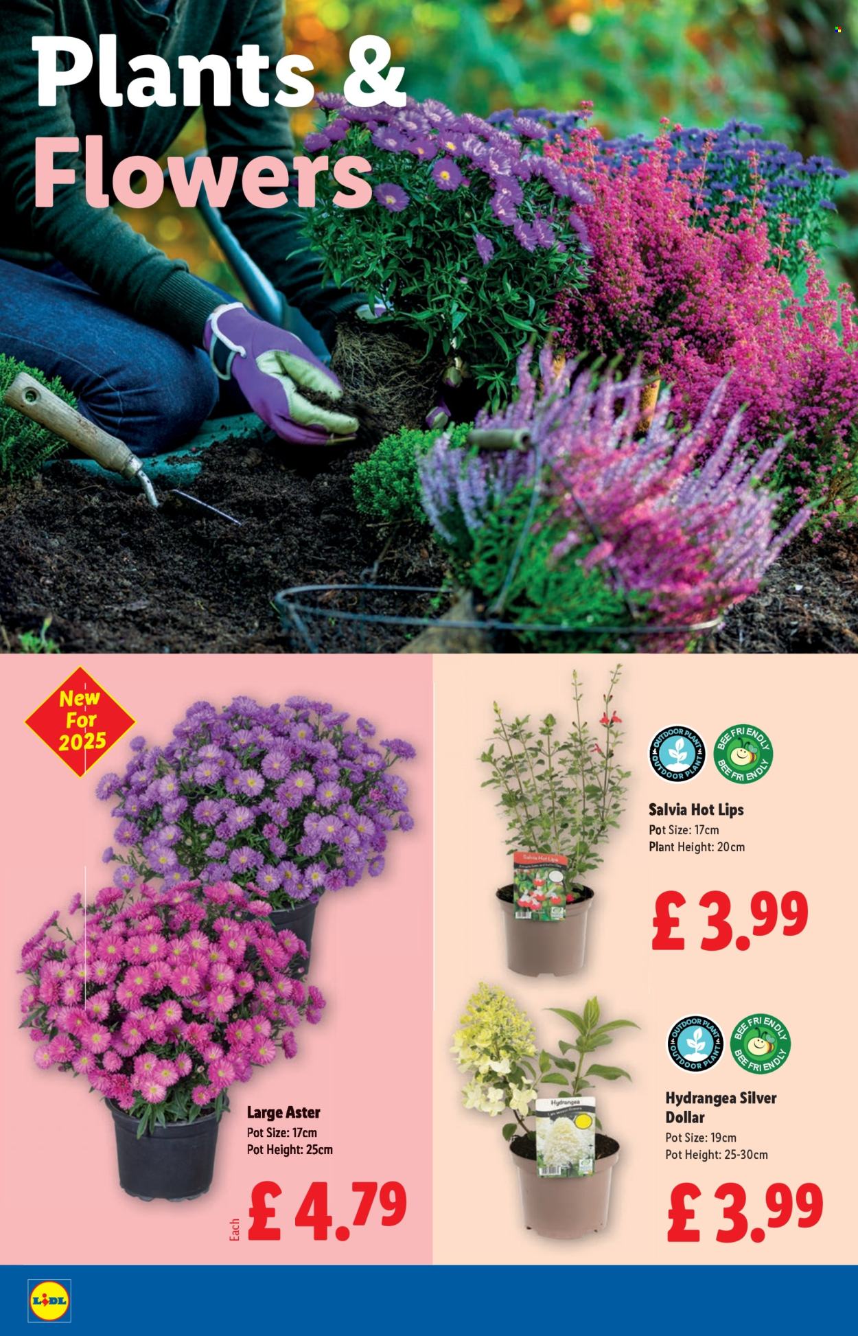 Lidl offer - 11/09/2025 - 17/09/2025. Page 24