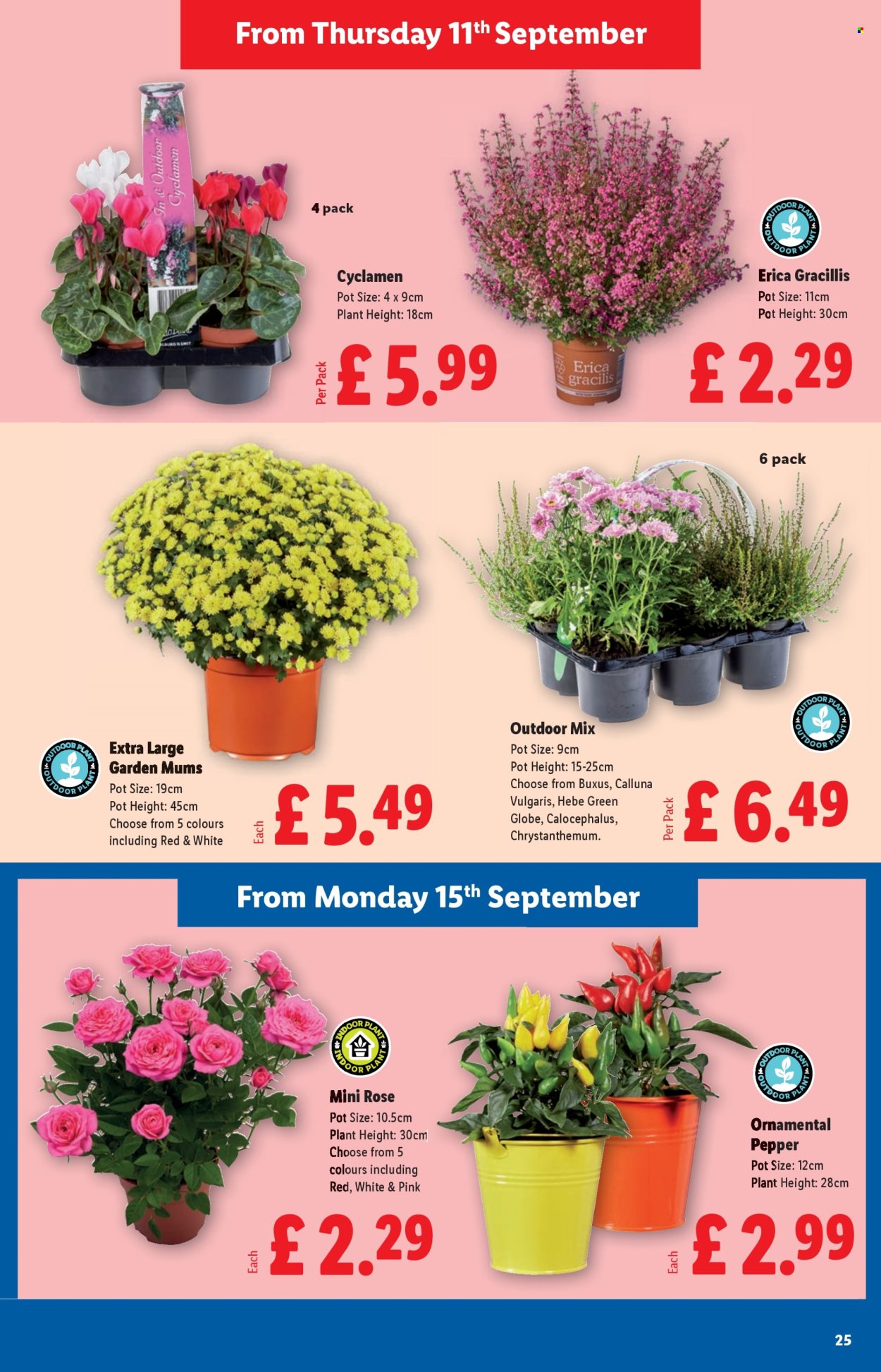 Lidl offer - 11/09/2025 - 17/09/2025. Page 25