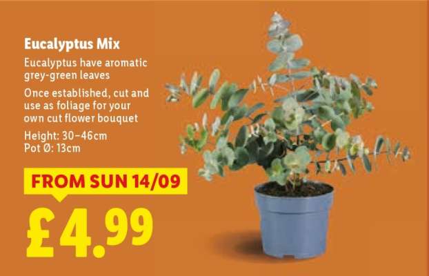 Eucalyptus Mix