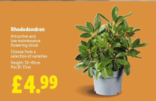 Rhododendron