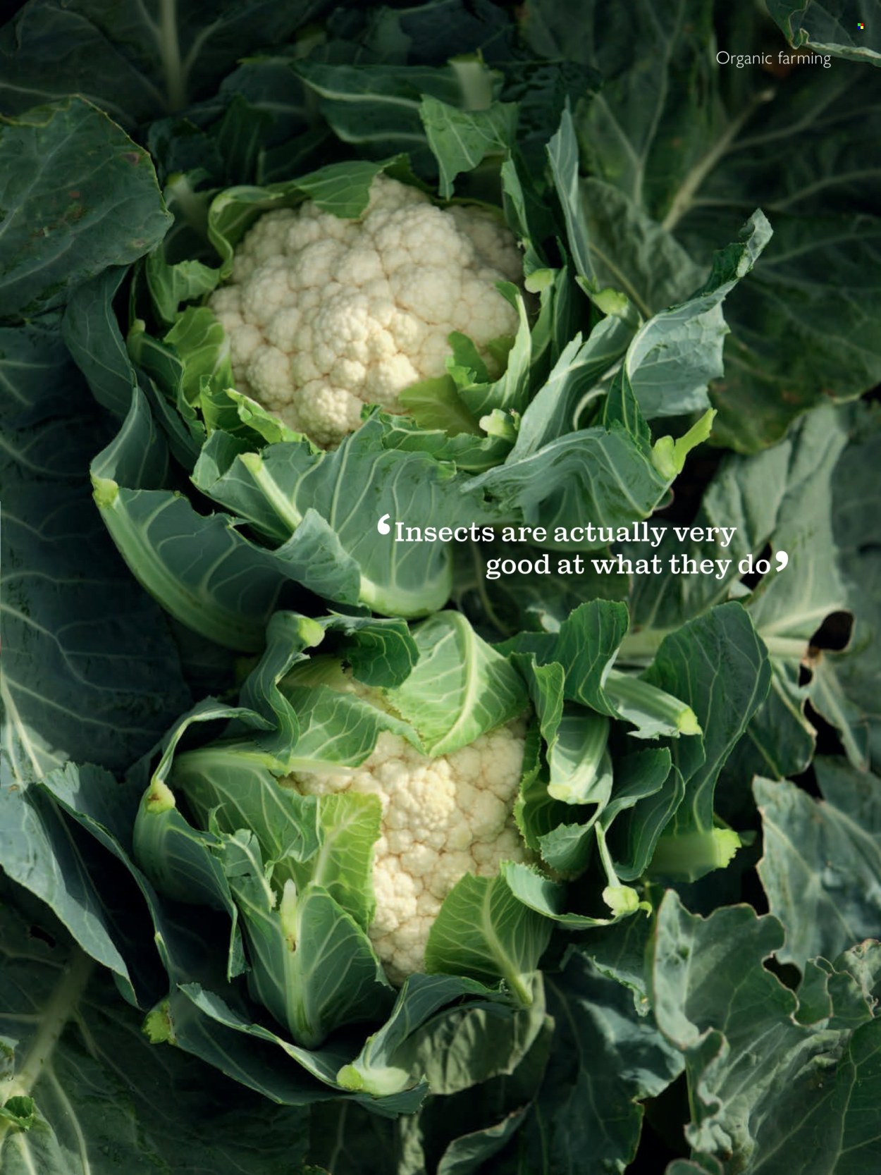 Waitrose offer - 01/10/2025 - 31/10/2025. Page 89
