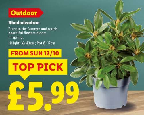 Rhododendron