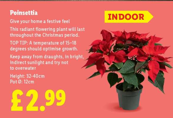 Poinsettia
