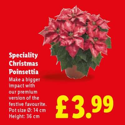 Speciality Christmas Poinsettia
