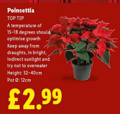 Poinsettia