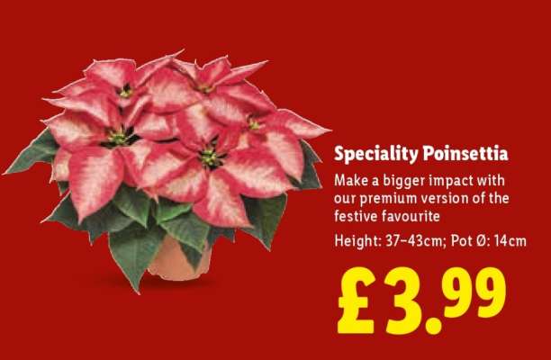 Speciality Poinsettia