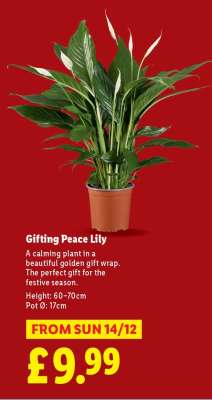 Gifting Peace Lily