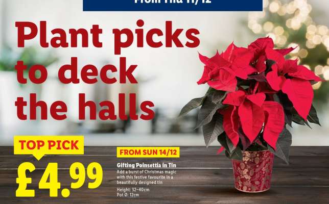 Gifting Poinsettia in Tin