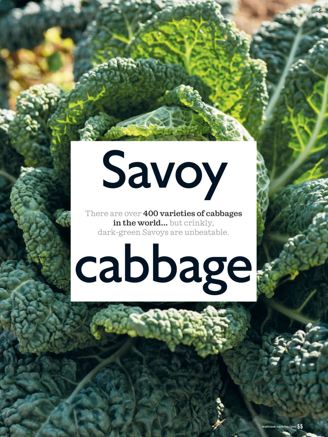 Waitrose offer - 01/01/2026 - 31/01/2026. Page 55