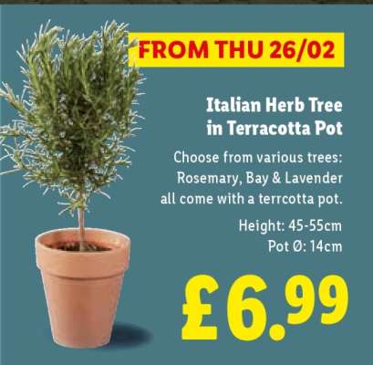 Italian Herb Tree in Terracotta Pot