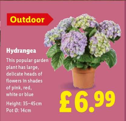 Hydrangea