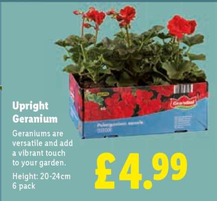 Upright Geranium