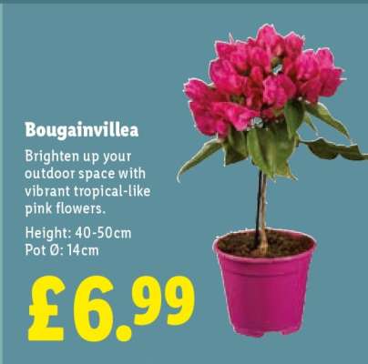 Bougainvillea