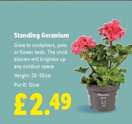 Standing Geranium