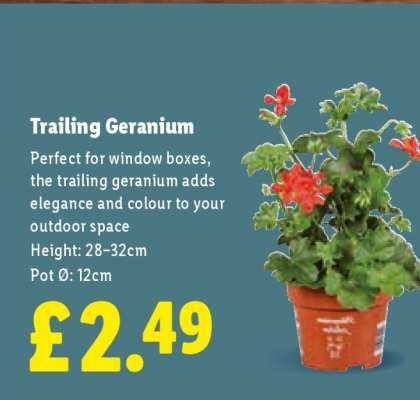 Trailing Geranium
