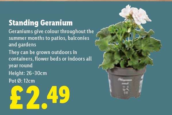 Standing Geranium