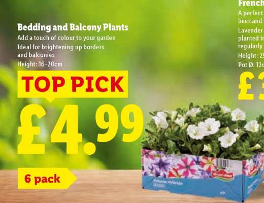 Bedding and Balcony Plants