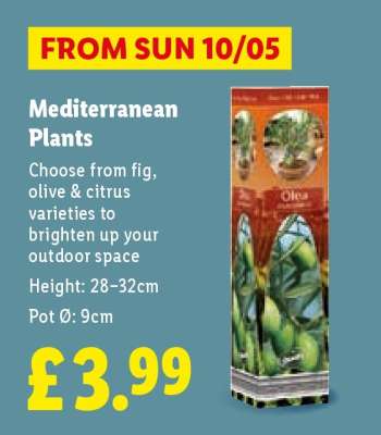 Mediterranean Plants