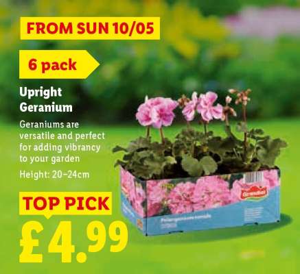 Upright Geranium