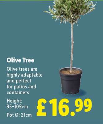 Olive Tree